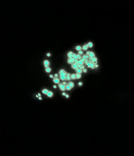 Load image into Gallery viewer, Glow Worm
